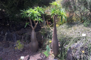 Jardin Canario Der botanische Garten in Las Palmas La Vida Canaria